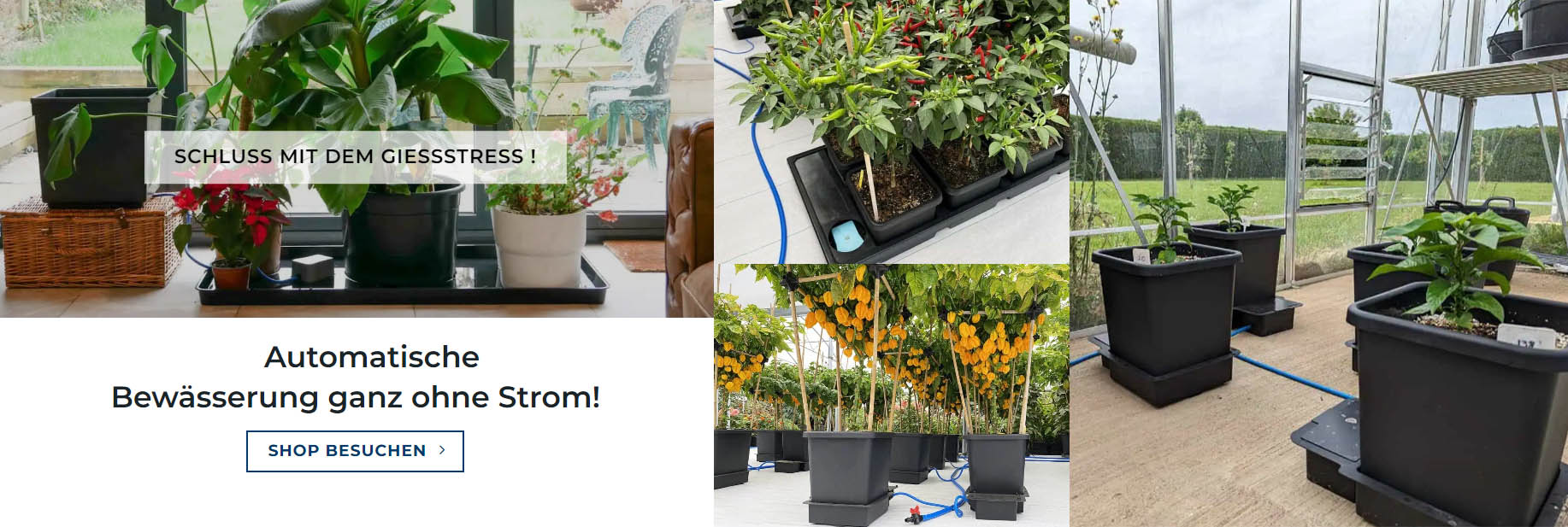 Garten Pflanzen Geschäft -Garten Pflanzen Geschäft yuhiui